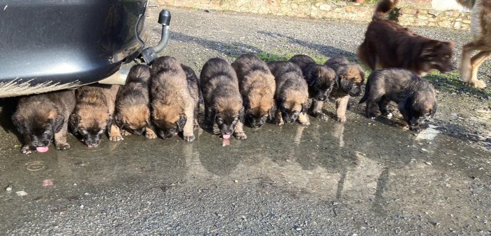 Leon De La Cité D'Or - naissance bébé leonberg  prévue fin mars  