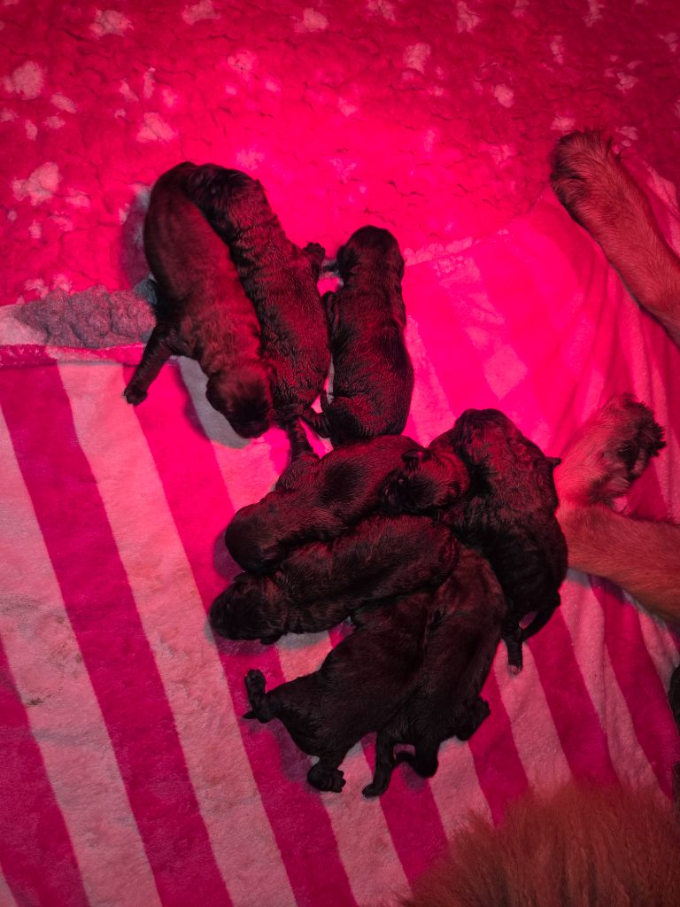 Leon De La Cité D'Or - Chiots disponibles - Leonberger