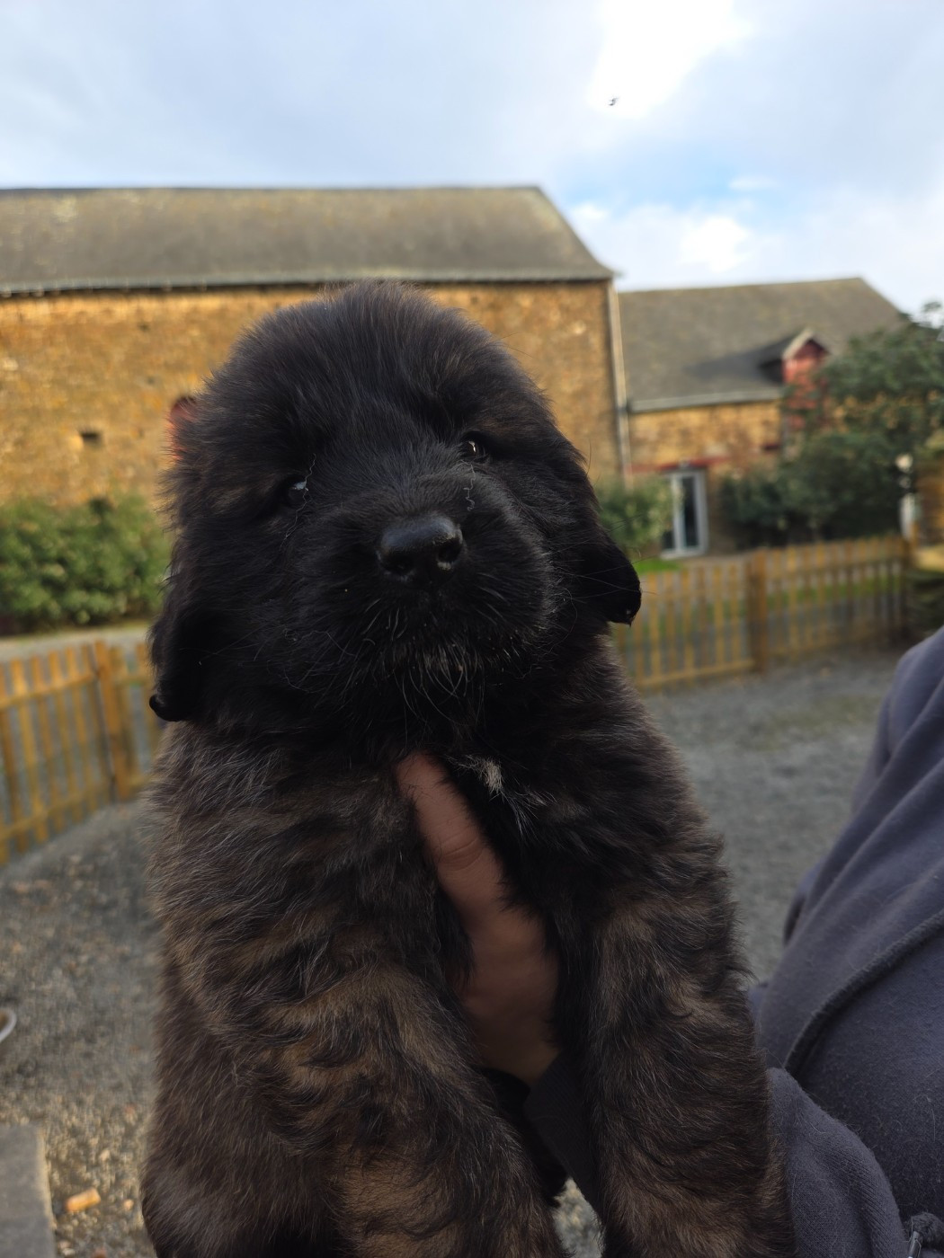 Leon De La Cité D'Or - Chiots disponibles - Leonberger