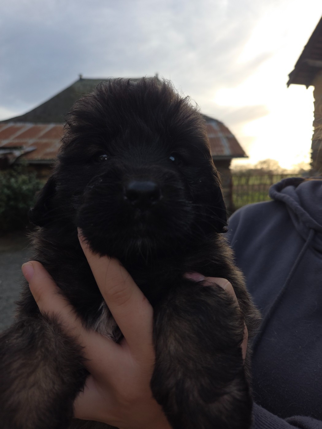 Leon De La Cité D'Or - Chiots disponibles - Leonberger