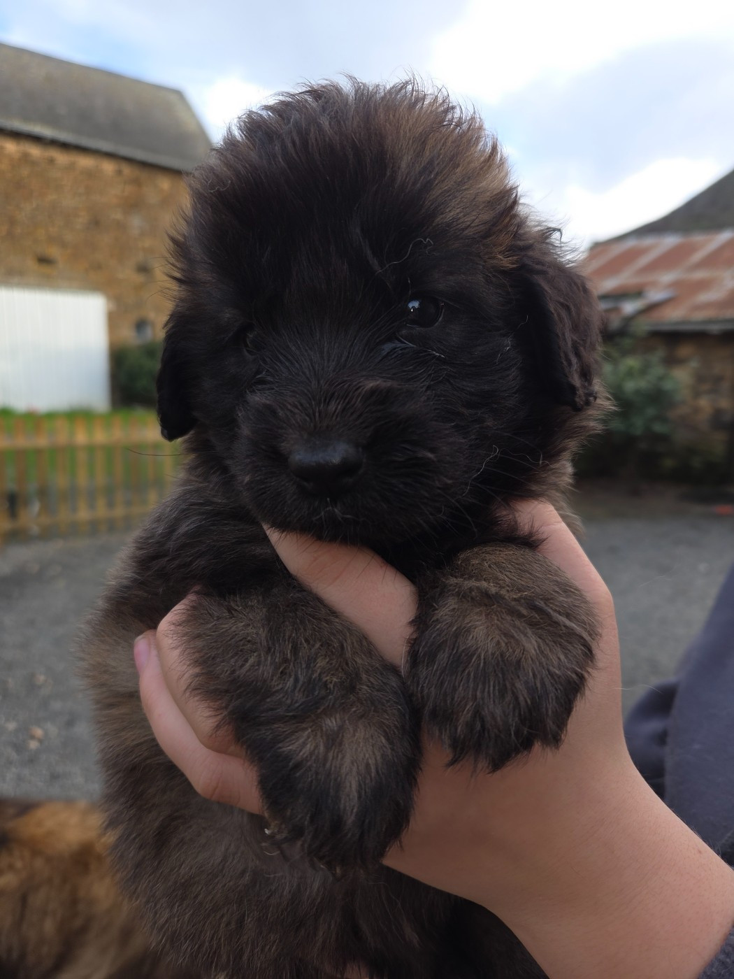Leon De La Cité D'Or - Chiots disponibles - Leonberger