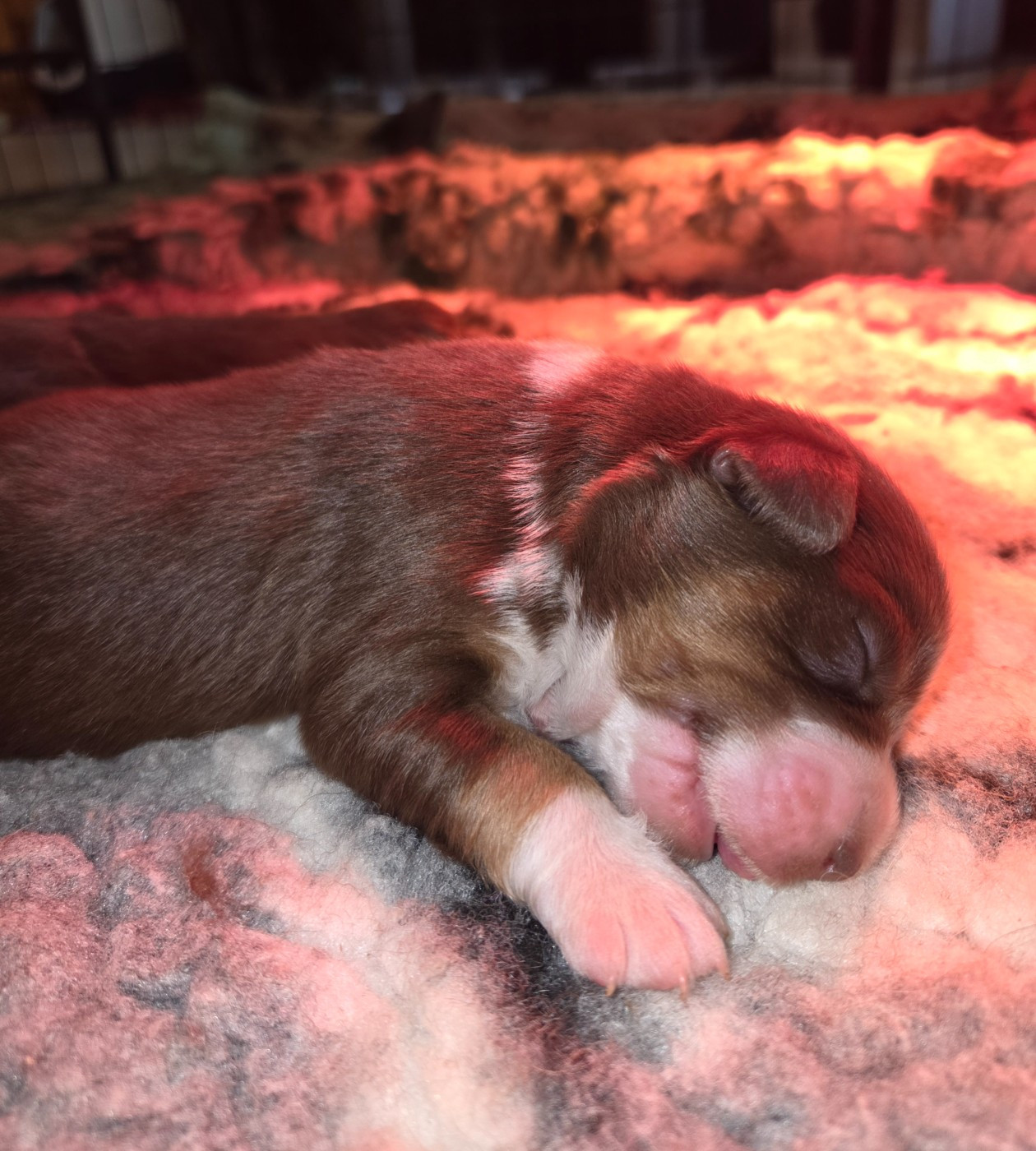 Leon De La Cité D'Or - Chiots disponibles - Berger Américain Miniature 