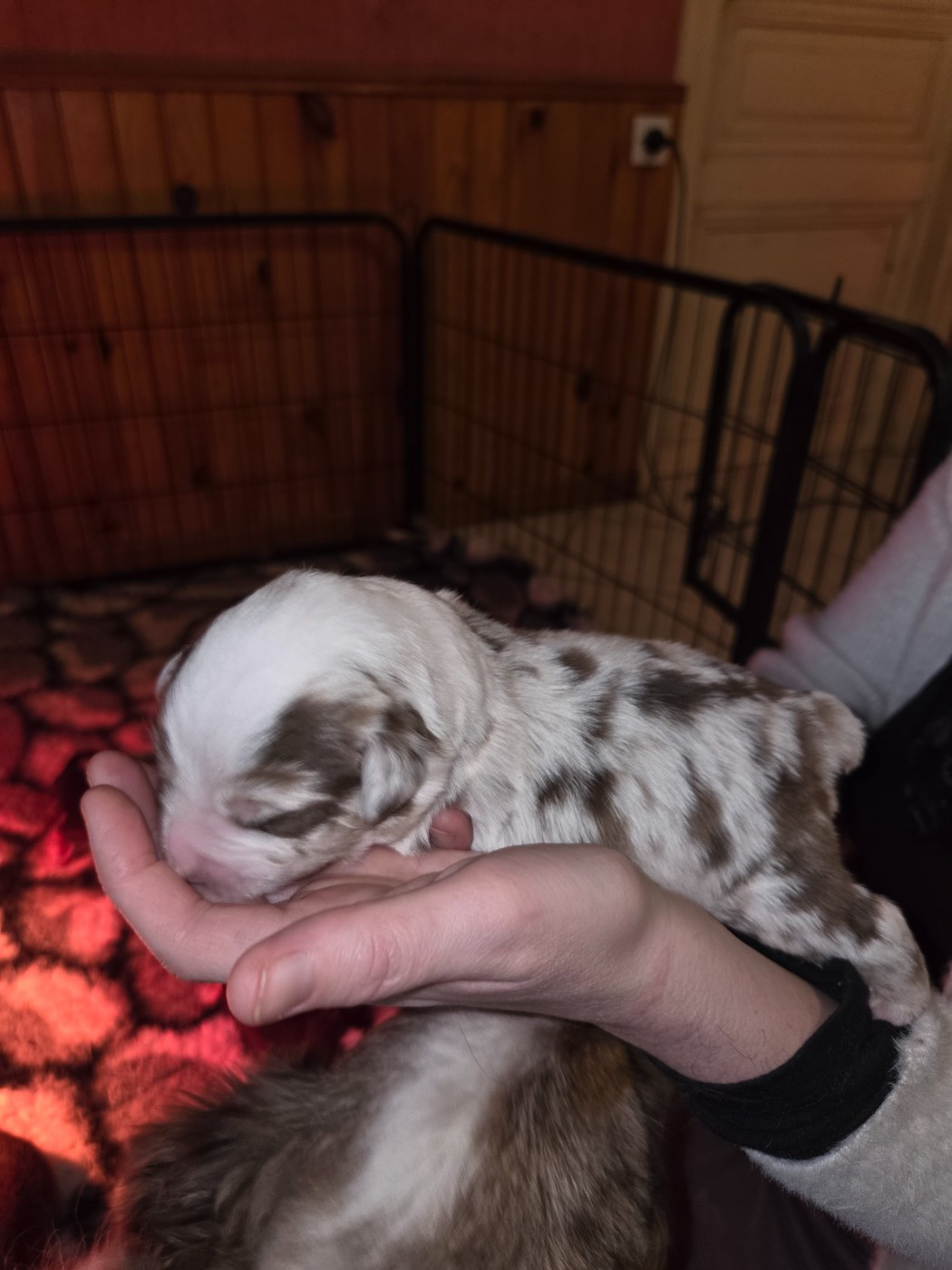 Leon De La Cité D'Or - Chiots disponibles - Berger Américain Miniature 