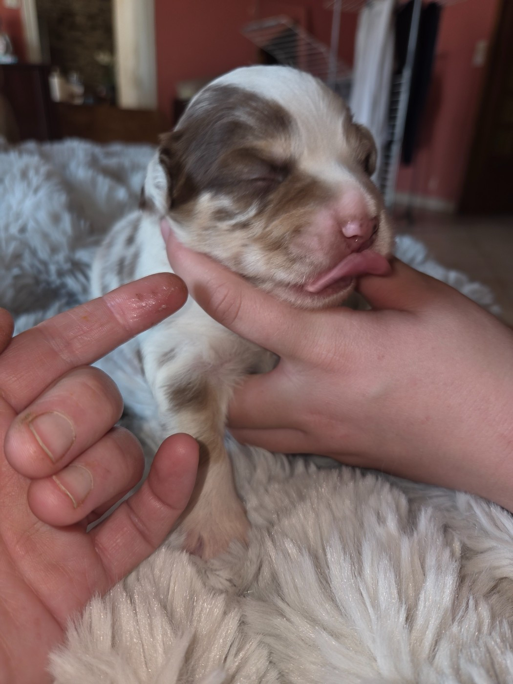 Leon De La Cité D'Or - Chiots disponibles - Berger Américain Miniature 