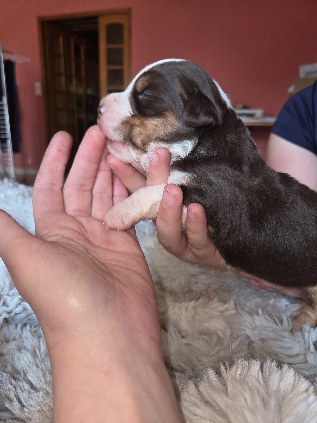 Leon De La Cité D'Or - Chiots disponibles - Berger Américain Miniature 