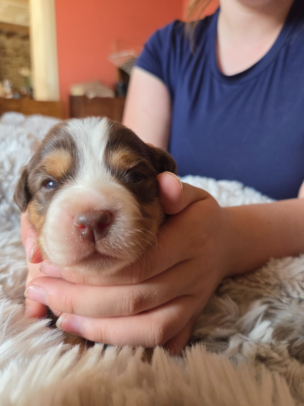 Leon De La Cité D'Or - Chiots disponibles - Berger Américain Miniature 