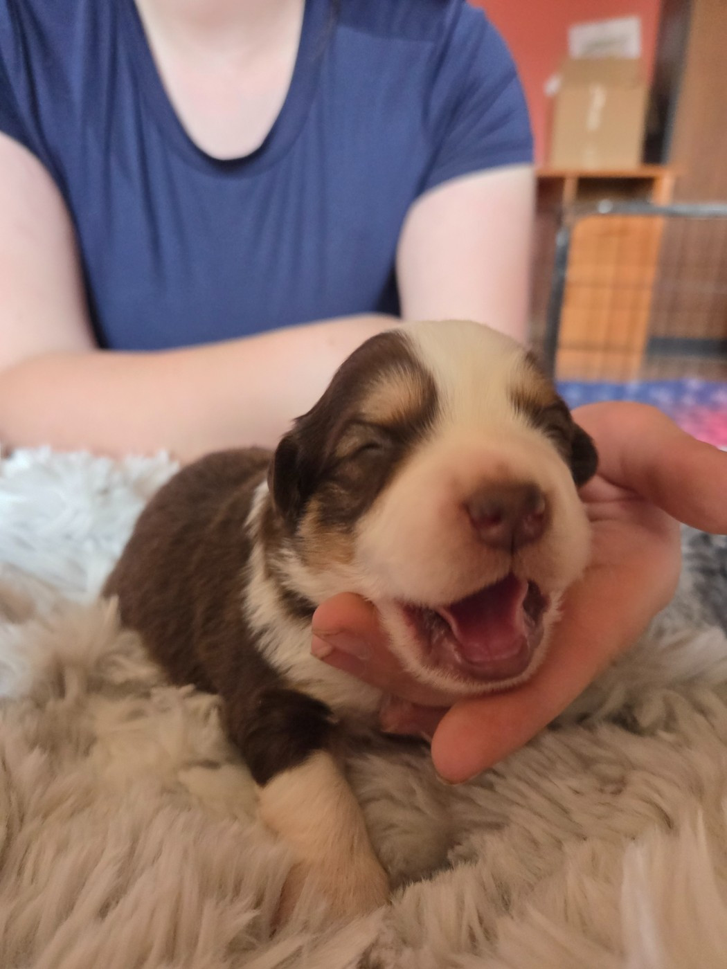 Leon De La Cité D'Or - Chiots disponibles - Berger Américain Miniature 