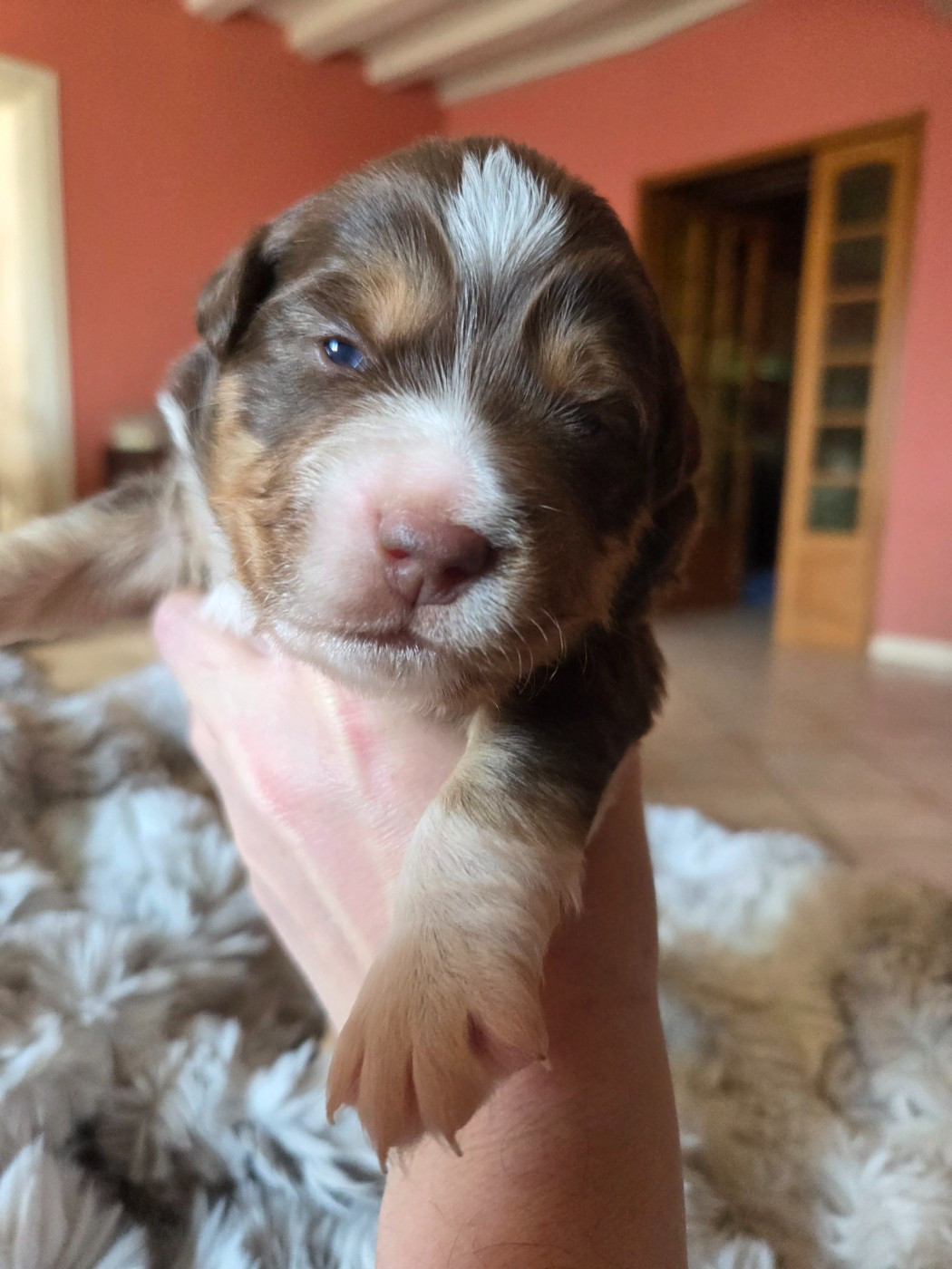 Leon De La Cité D'Or - Chiots disponibles - Berger Américain Miniature 