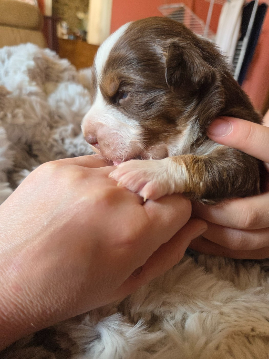 Leon De La Cité D'Or - Chiots disponibles - Berger Américain Miniature 