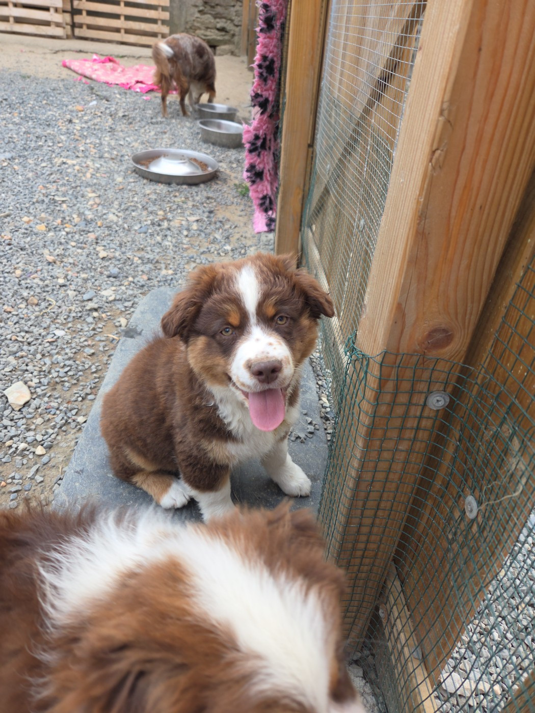 Leon De La Cité D'Or - Chiots disponibles - Berger Américain Miniature 