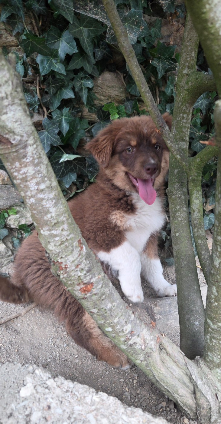Leon De La Cité D'Or - Chiots disponibles - Berger Américain Miniature 