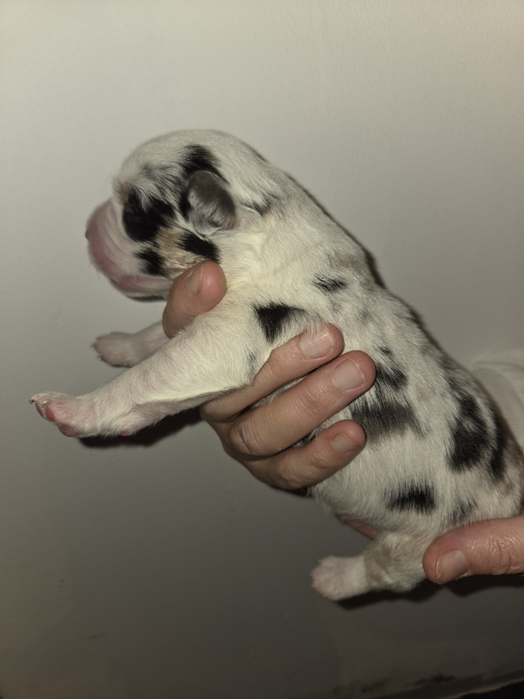 Leon De La Cité D'Or - Chiots disponibles - Berger Américain Miniature 