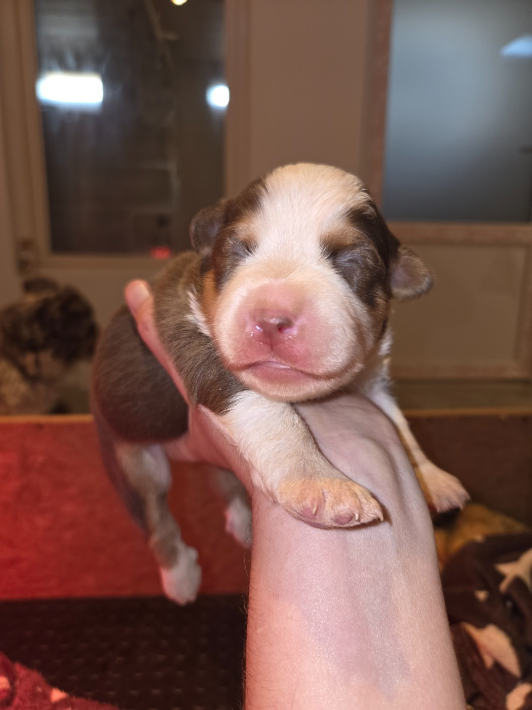 Leon De La Cité D'Or - Chiots disponibles - Berger Américain Miniature 