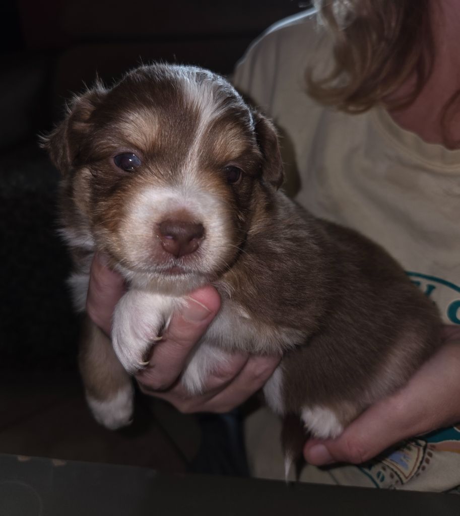 Leon De La Cité D'Or - Chiots disponibles - Berger Américain Miniature 