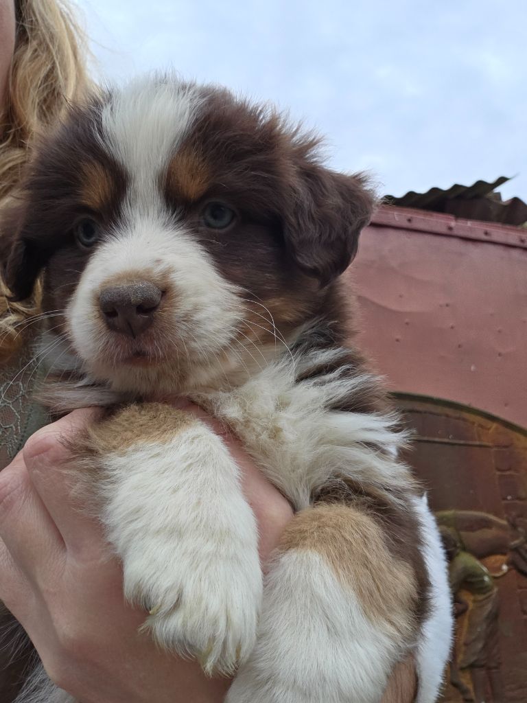 Leon De La Cité D'Or - Chiots disponibles - Berger Américain Miniature 