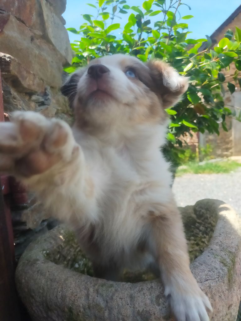 Leon De La Cité D'Or - Chiots disponibles - Berger Américain Miniature 
