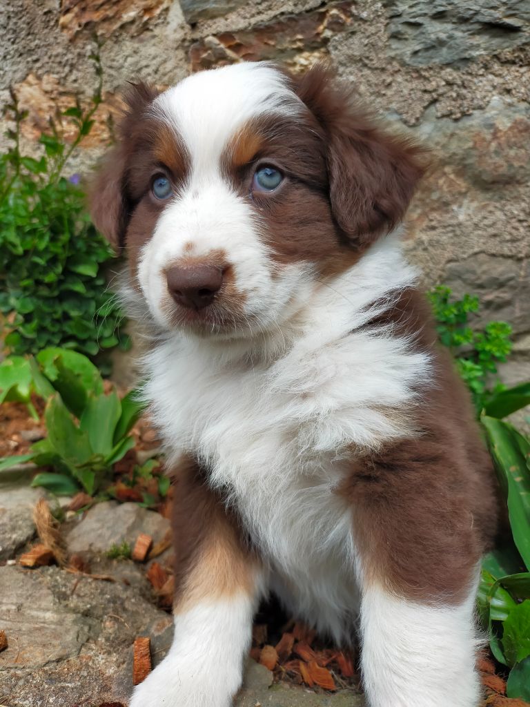 Leon De La Cité D'Or - Chiots disponibles - Berger Américain Miniature 