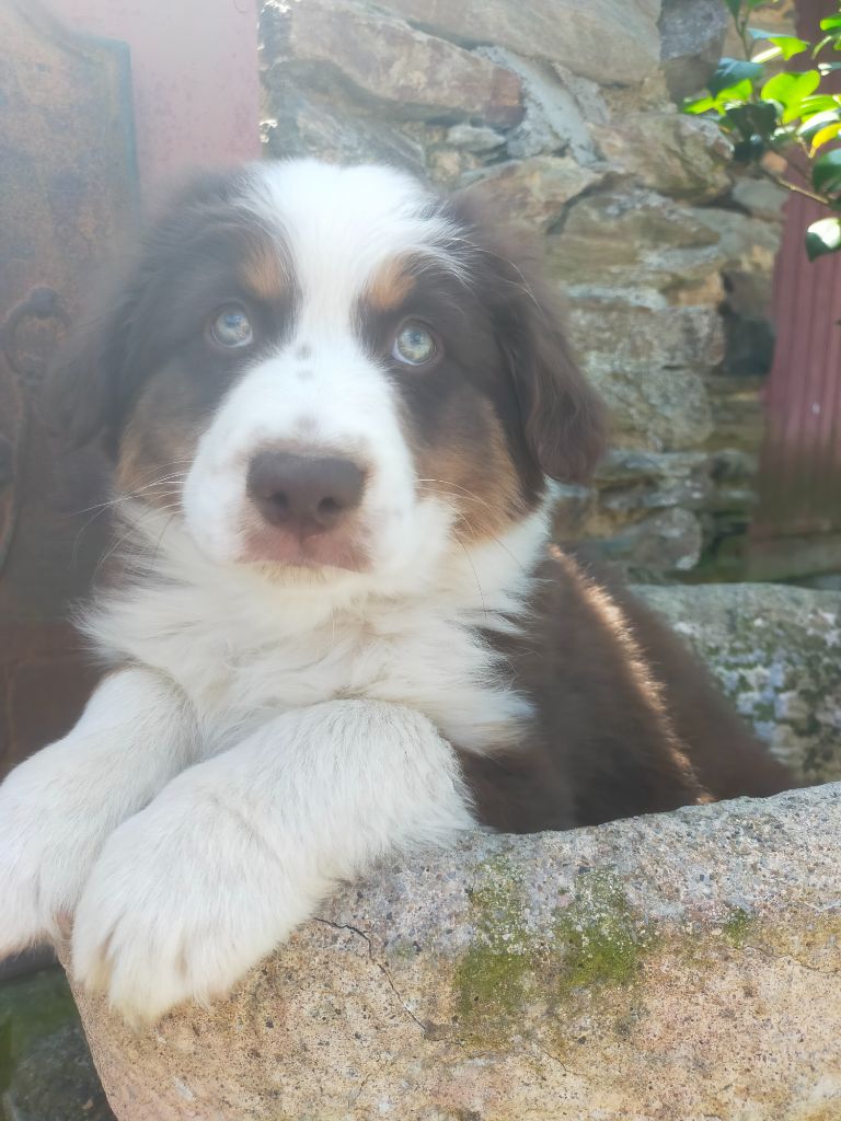 Leon De La Cité D'Or - Chiots disponibles - Berger Américain Miniature 