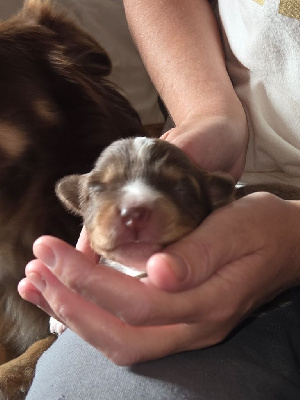 CHIOT