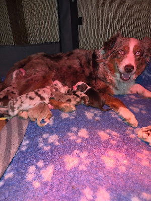 CHIOT 8
