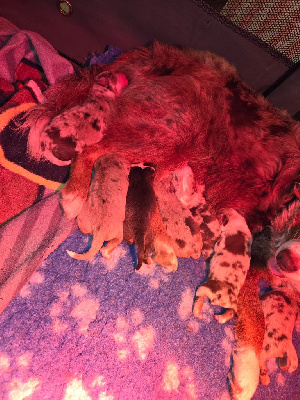 CHIOT 6
