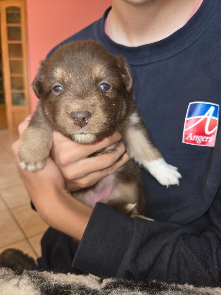 Leon De La Cité D'Or - Chiots disponibles - Berger Américain Miniature 