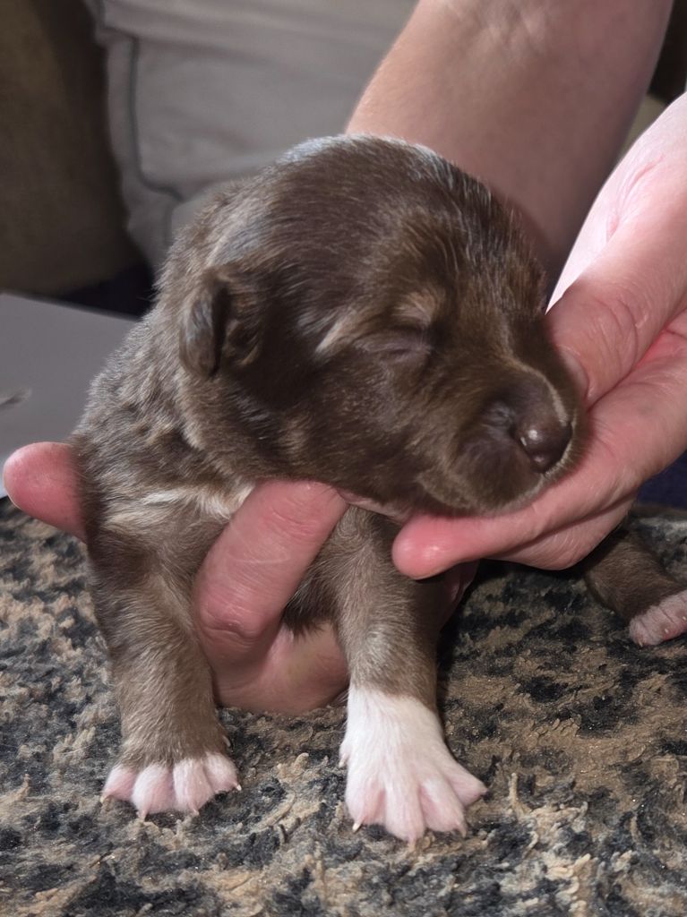 Leon De La Cité D'Or - Chiots disponibles - Berger Américain Miniature 