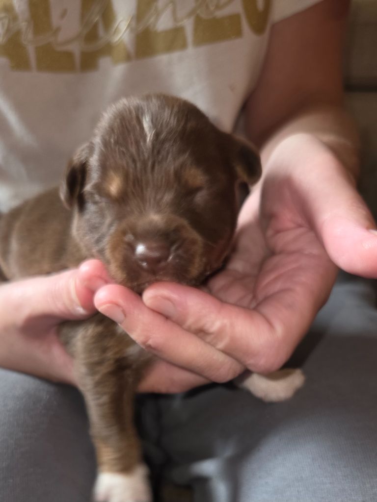 Leon De La Cité D'Or - Chiots disponibles - Berger Américain Miniature 
