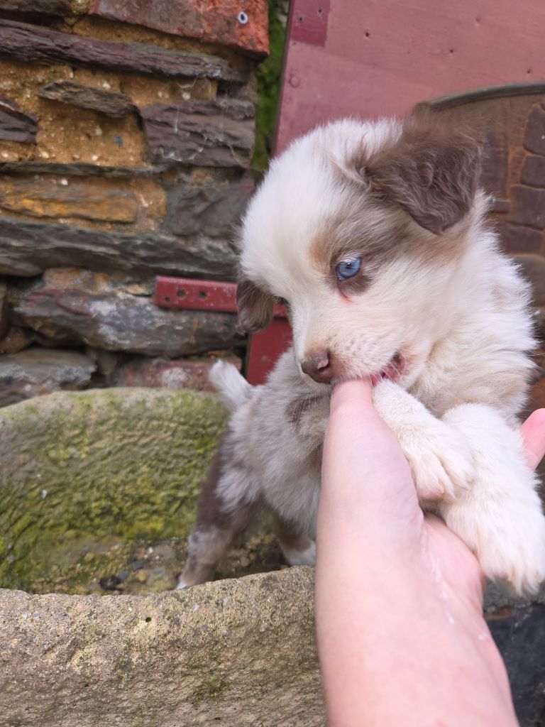 Leon De La Cité D'Or - Chiots disponibles - Berger Américain Miniature 