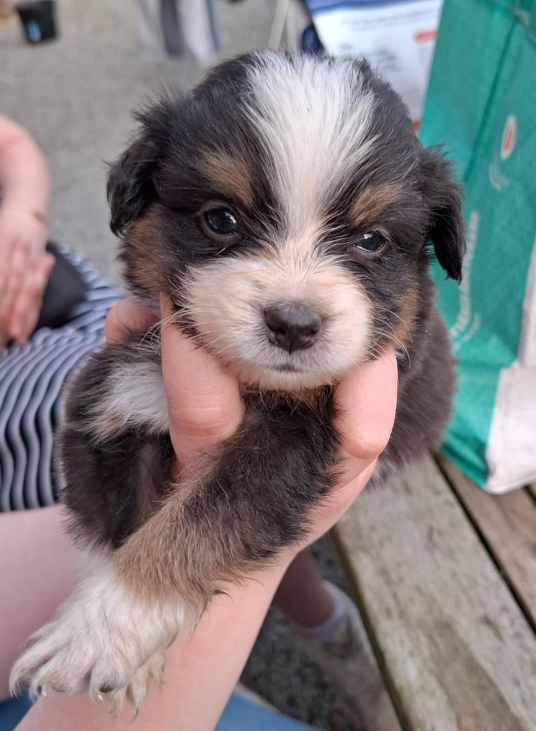 Leon De La Cité D'Or - Chiots disponibles - Berger Américain Miniature 