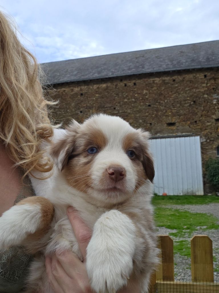 Leon De La Cité D'Or - Chiots disponibles - Berger Américain Miniature 