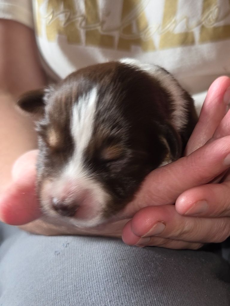 Leon De La Cité D'Or - Chiots disponibles - Berger Américain Miniature 